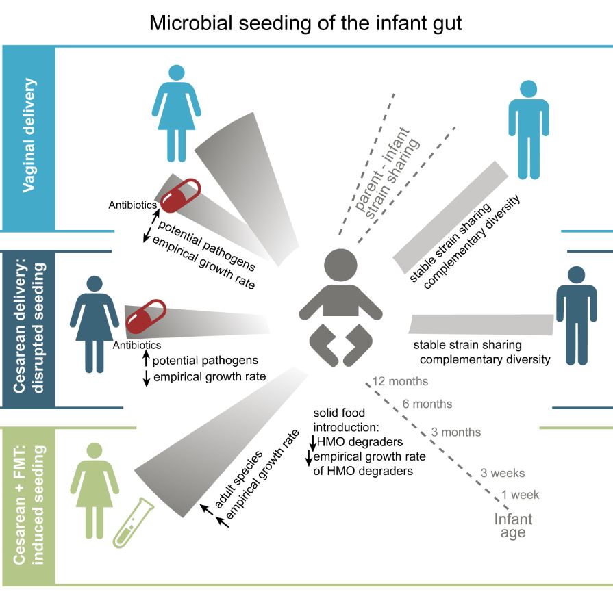 Un estudi demostra el paper dels pares en l'adquisició de la microbiota dels nounats i confirma els beneficis del trasplantament de microbiota fecal materna
